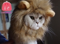 Disfraz de león para gatos